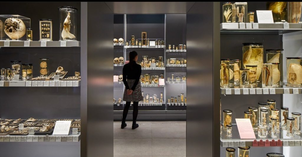 Museums in Bloomsbury